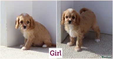 Cavapoo dogs - Advert 2