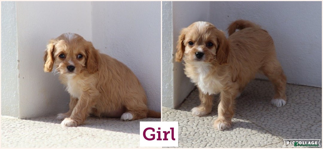 Cavapoo dogs for sale: F1 Cavapoo puppies for sale - Image 6