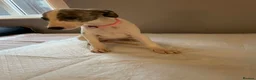 Whippet dogs for sale: Whippets  - Advert 25