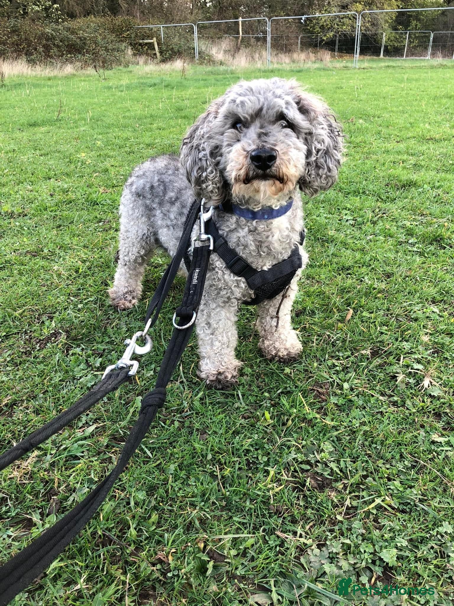 Toy Poodle dogs Mature Toy Poodle - Advert 7