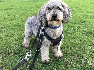 Toy Poodle dogs Mature Toy Poodle - Advert 7