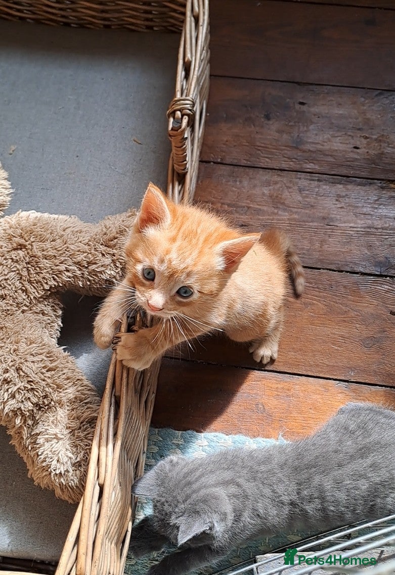 Mixed Breed cats Kittens for sale, 1 boy, 4 girls.. mixed colours - Advert 1