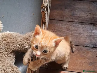 Mixed Breed cats Kittens for sale, 1 boy, 4 girls.. mixed colours - Advert 1