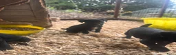 Patterjack dogs for sale: Patterjack puppies  in Conwy - Advert 5