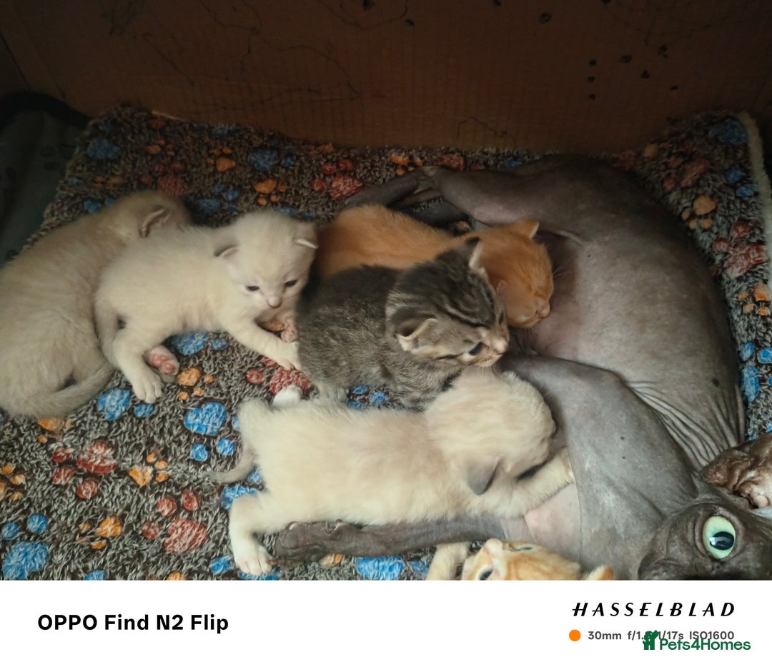 Mixed Breed cats for sale: Kittens  - Image 8