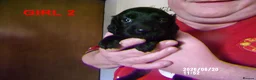 Cockapoo dogs for sale:  Cockapoo puppies - Advert 10