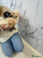 Cockapoo dogs - Advert 7