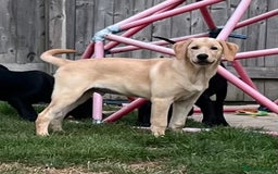 Goldendoodle dogs for sale: READY TO LEAVE - DNA health tested Puppies - Image 28