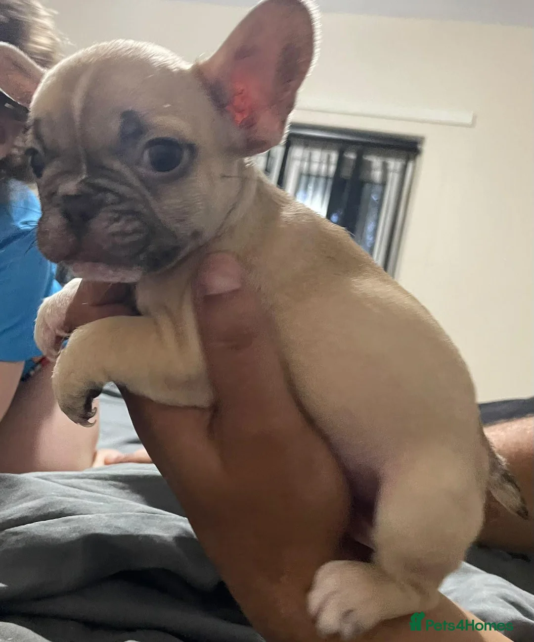 French Bulldog dogs for sale: 2 male French bulldog  in Bradford - Advert 2