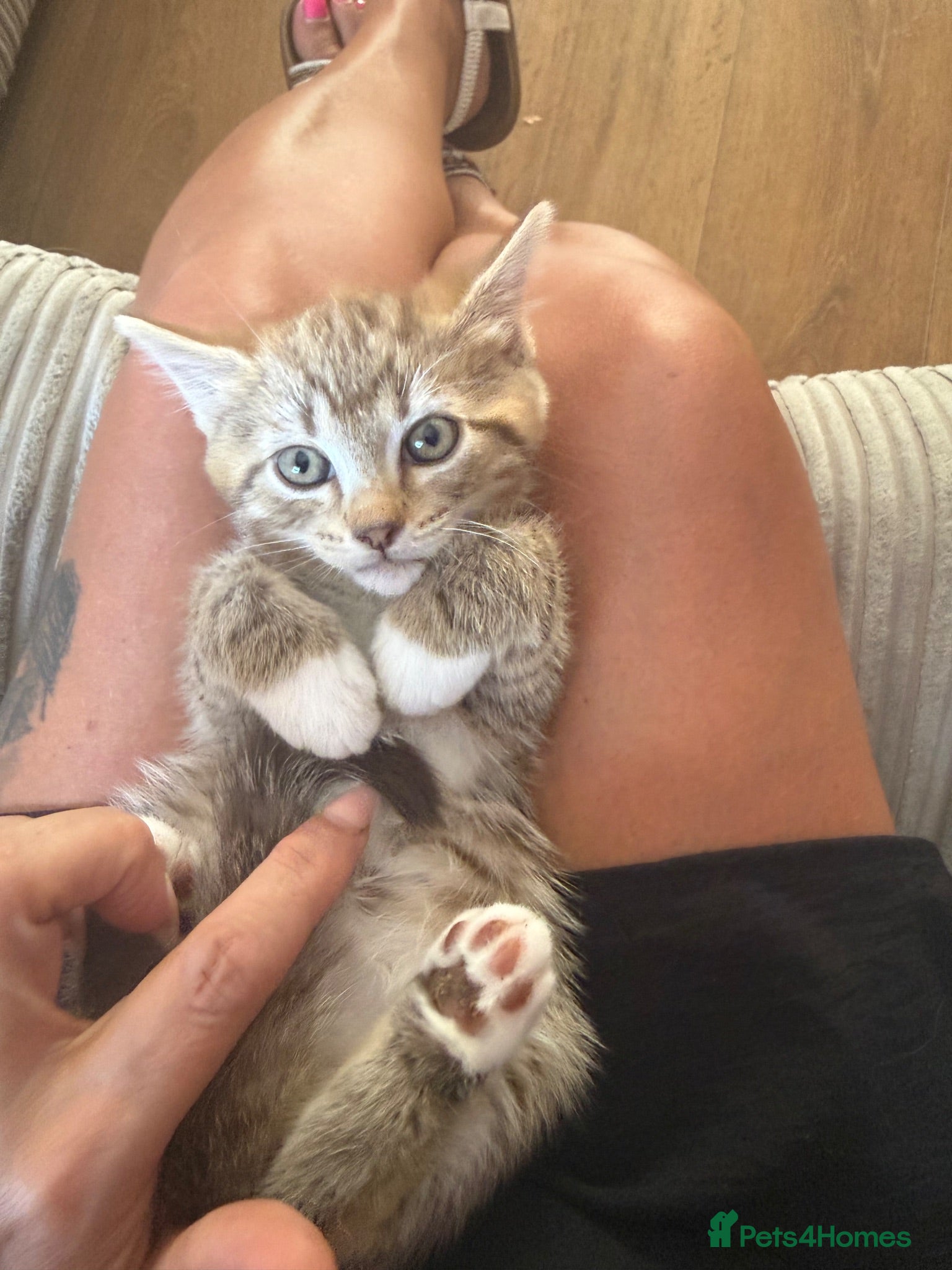 Norwegian Forest Cat cats Only one boy left  - Advert 4