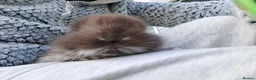 Mixed Breed rabbits for sale: Angora lion head  - Advert 2
