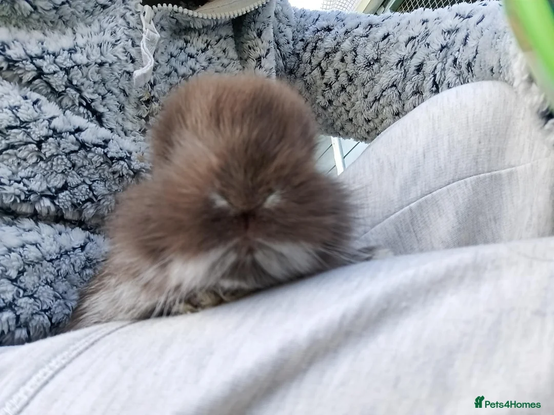 Mixed Breed rabbits for sale: Angora lion head  - Advert 2