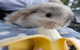 Mini Lop rabbits for sale: 4 gorgeous mini lop boys - Image 15