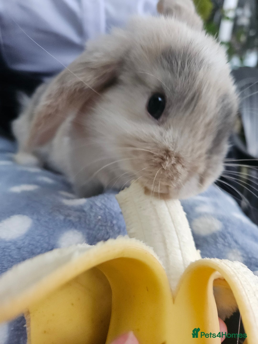 Mini Lop rabbits for sale: 4 gorgeous mini lop boys - Image 15