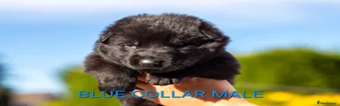 Blue collar male puppy