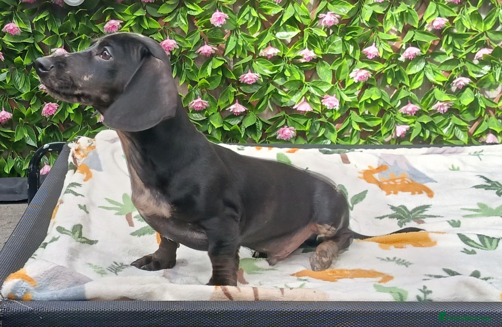 Miniature Dachshund dogs 🌈 BEAUTIFUL “RAINBOW” DACHSHUND LITTER 🌈 - Advert 1