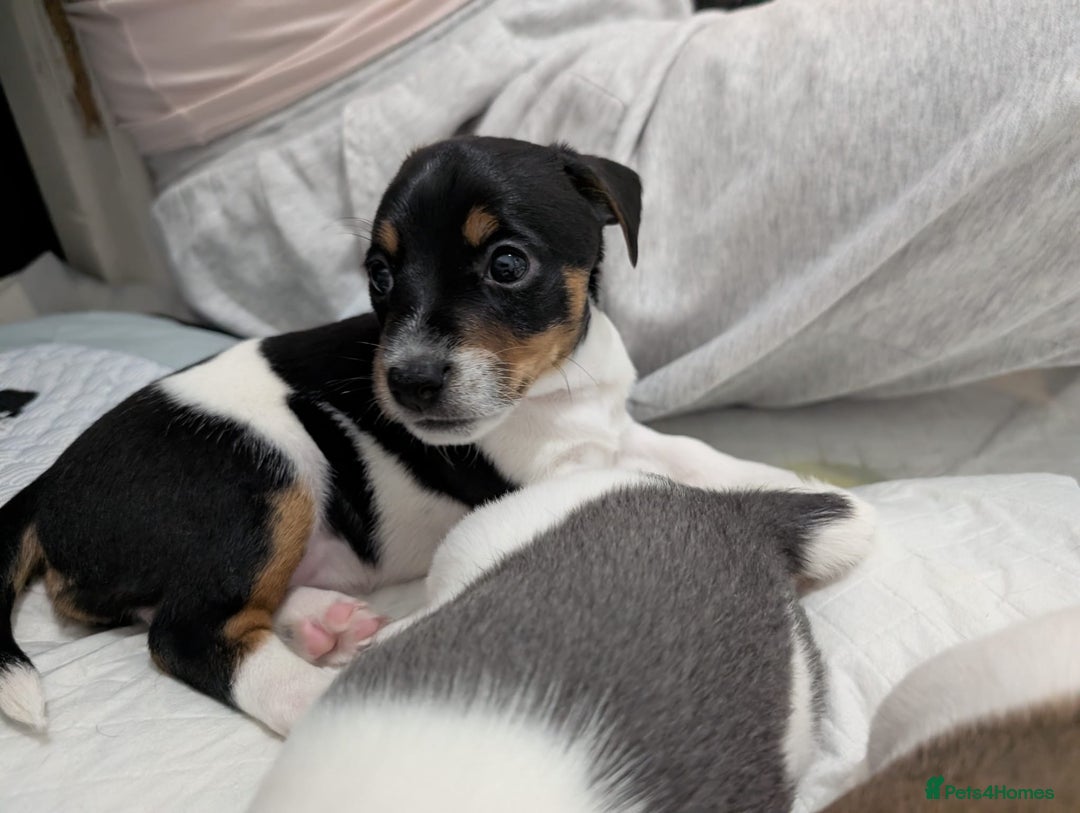 Jack Russell dogs for sale: 🐶 Jack Russell Puppies  – 2 Females 🐶 - Image 19