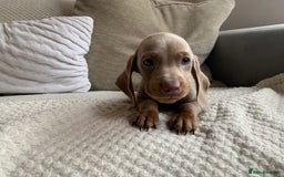Dachshund dogs for sale: 🌈🌈rainbow litter 🌈🌈 - Image 5