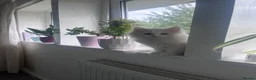 Mixed Breed cats for sale: Turkish angora mix breed in Huddersfield - Advert 7
