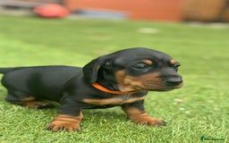 Dachshund dogs for sale: Stunning Dachshund Puppies  - Image 30