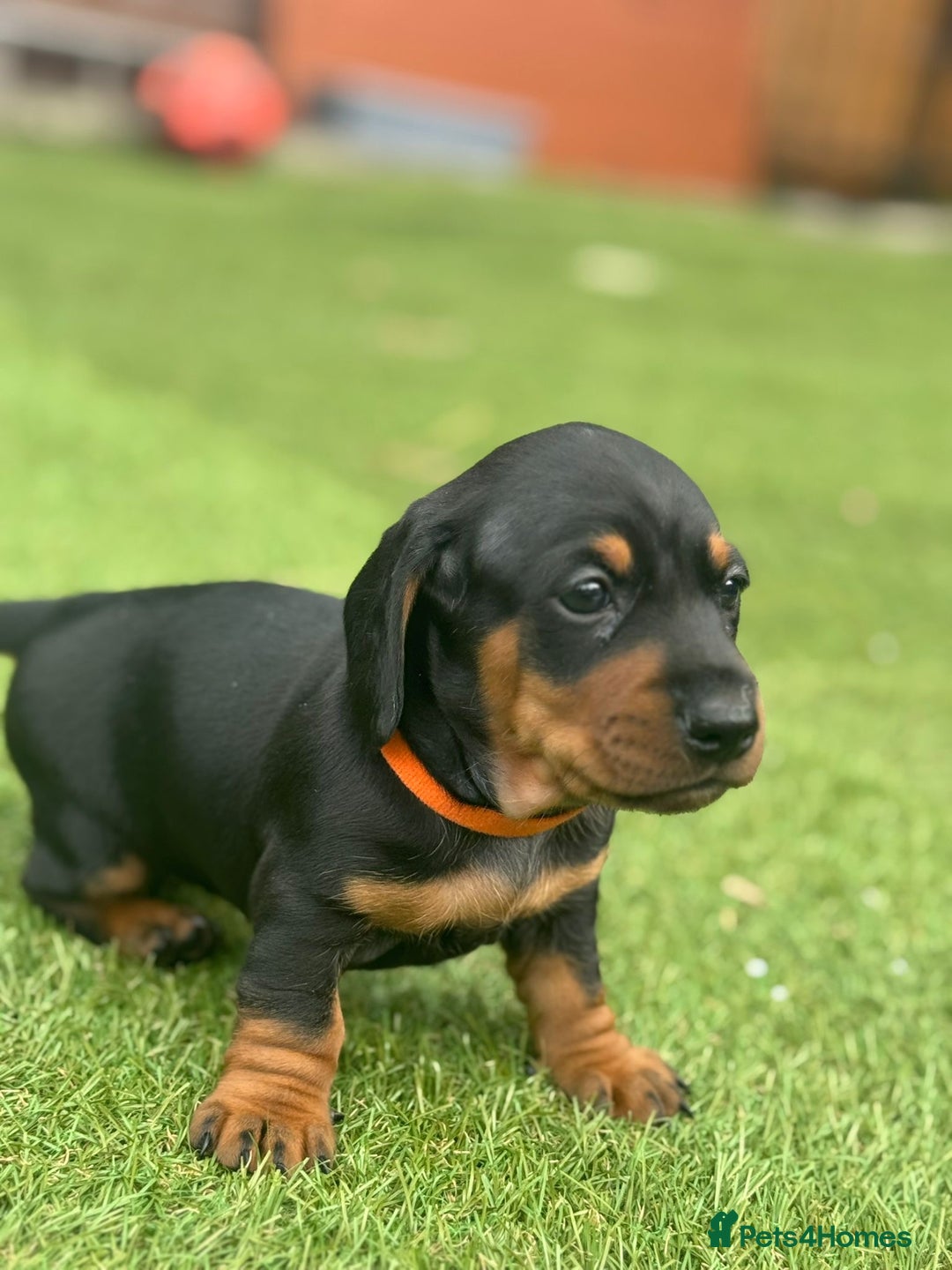 Dachshund dogs for sale: Stunning Dachshund Puppies  - Image 30