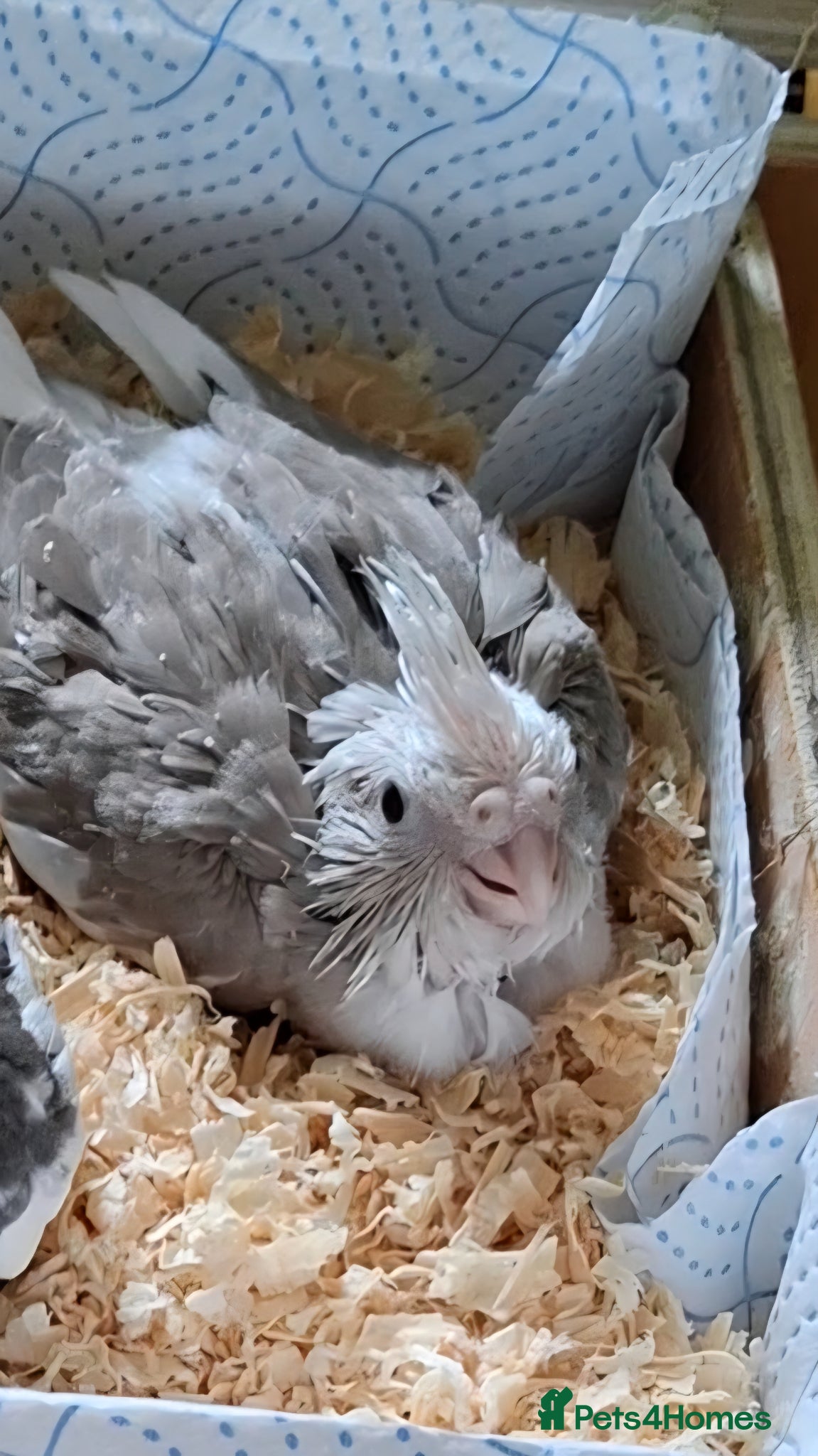 Cockatiels birds Cockateil chick - Advert 1