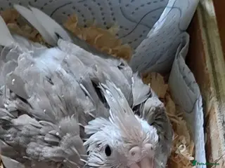 Cockatiels birds Cockateil chick - Advert 1