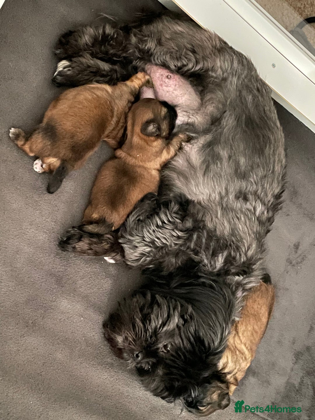 Shih Tzu dogs for sale: Shih Tzu Puppies Litter of 3 - Image 2