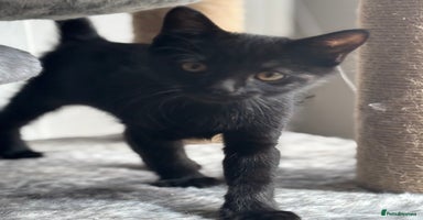 Mixed Breed cats - Advert 9