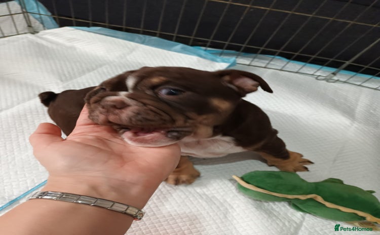 English Bulldog dogs English Bulldog Puppies - Advert 15