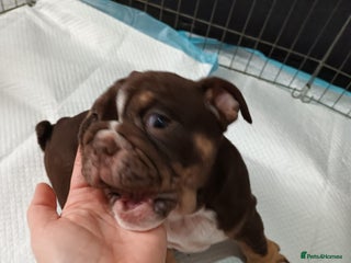 English Bulldog dogs English Bulldog Puppies - Advert 13