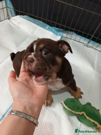 English Bulldog dogs English Bulldog Puppies - Advert 15