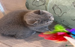 British Shorthair cats for sale: British Shorthair/Scottish Straight Blue Kittens  - Image 5