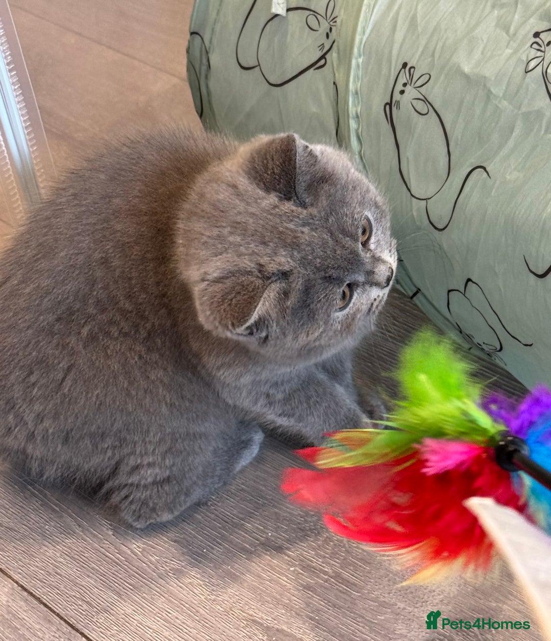 British Shorthair cats for sale: British Shorthair/Scottish Straight Blue Kittens  - Image 5