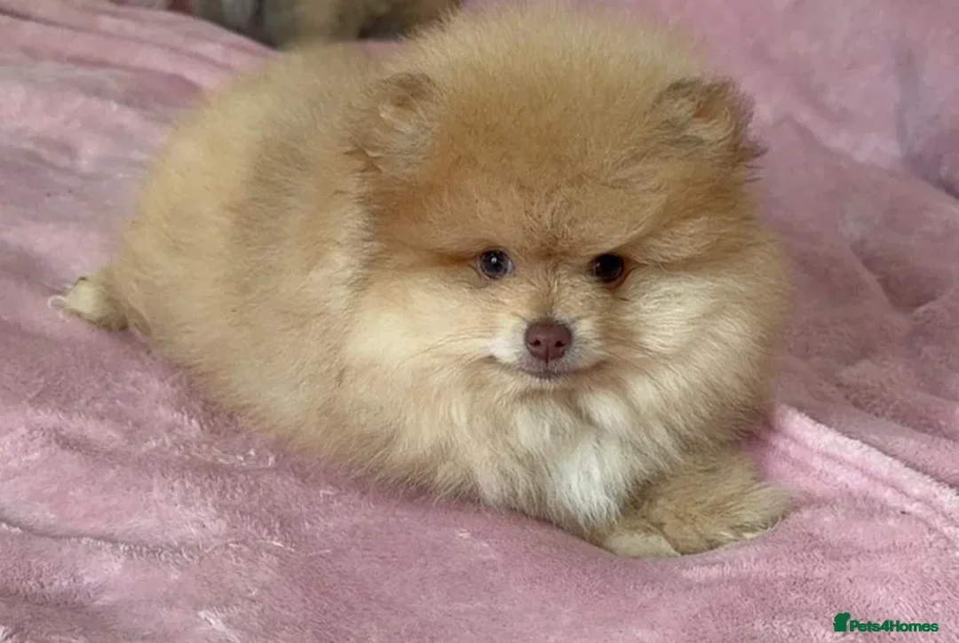 Pomeranian dogs for sale: Mini Pomeranian puppy  in London - Advert 2