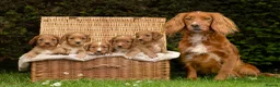 Cocker Spaniel dogs for sale: Stunning KC Reg Red Working Cocker Pup - Advert 2