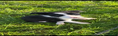 Border Collie 5