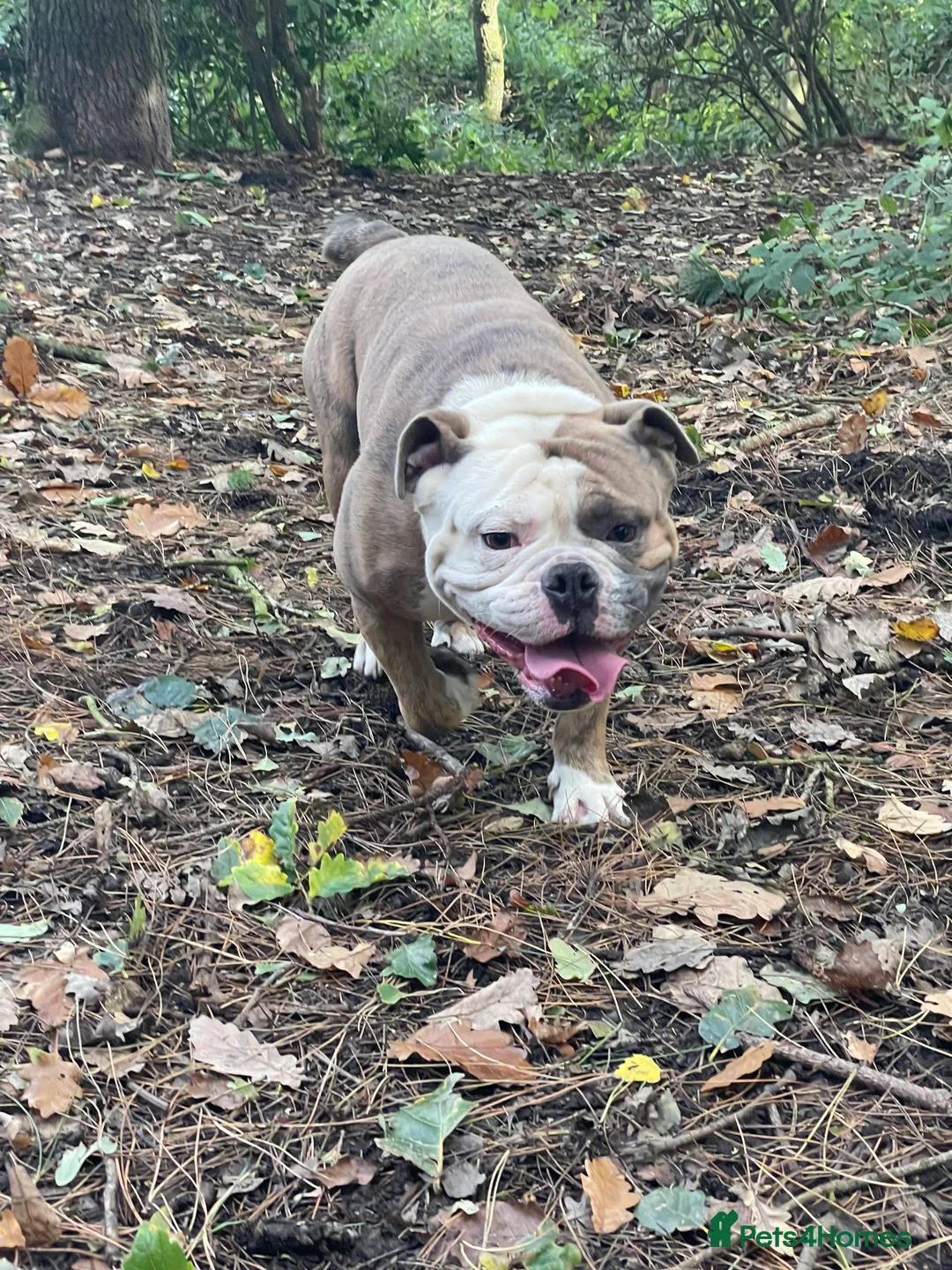 Olde English Bulldogge dogs for sale: Olde English Bulldogge in Pontefract - Advert 13