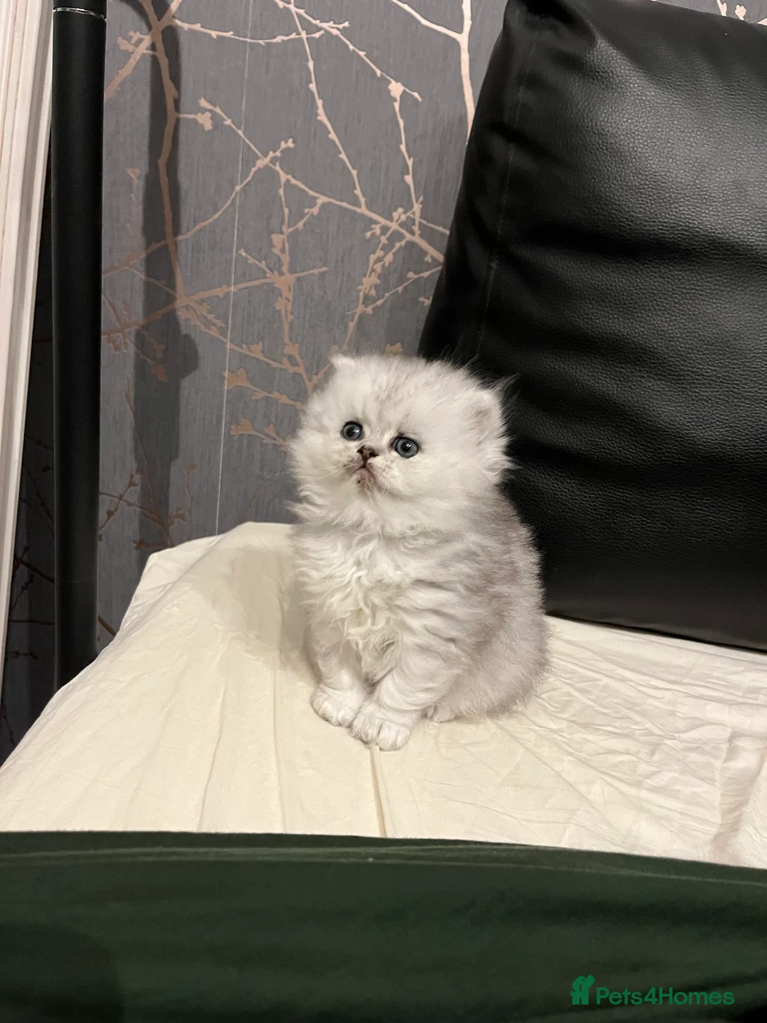 Persian cats for sale: SOLD .  - Advert 23