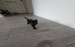 Mixed Breed cats for sale: Kittens  - Image 1