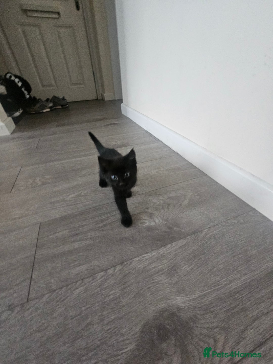 Mixed Breed cats for sale: Kittens  - Image 1