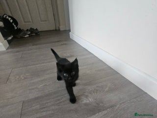 Mixed Breed cats - Advert 18