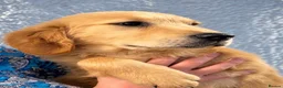 Golden Retriever dogs for sale: Health tested DNA happy KC puppies - Advert 7