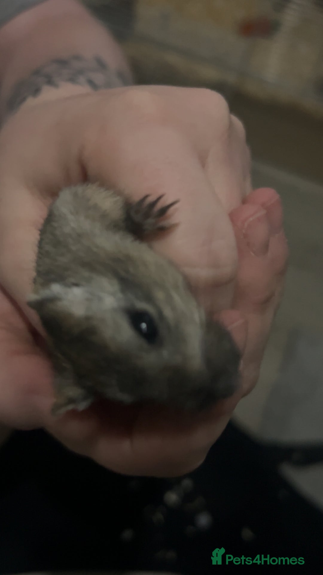 Gerbil rodents for sale: X2 female gerbils  - Advert 4