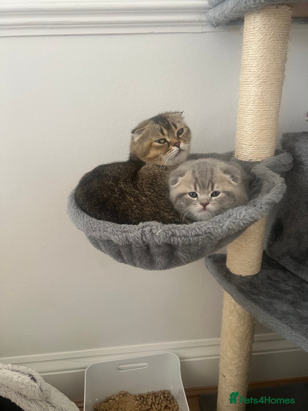 Mixed Breed cats for sale: Adorable Scottish Fold Kittens for sale - Image 6