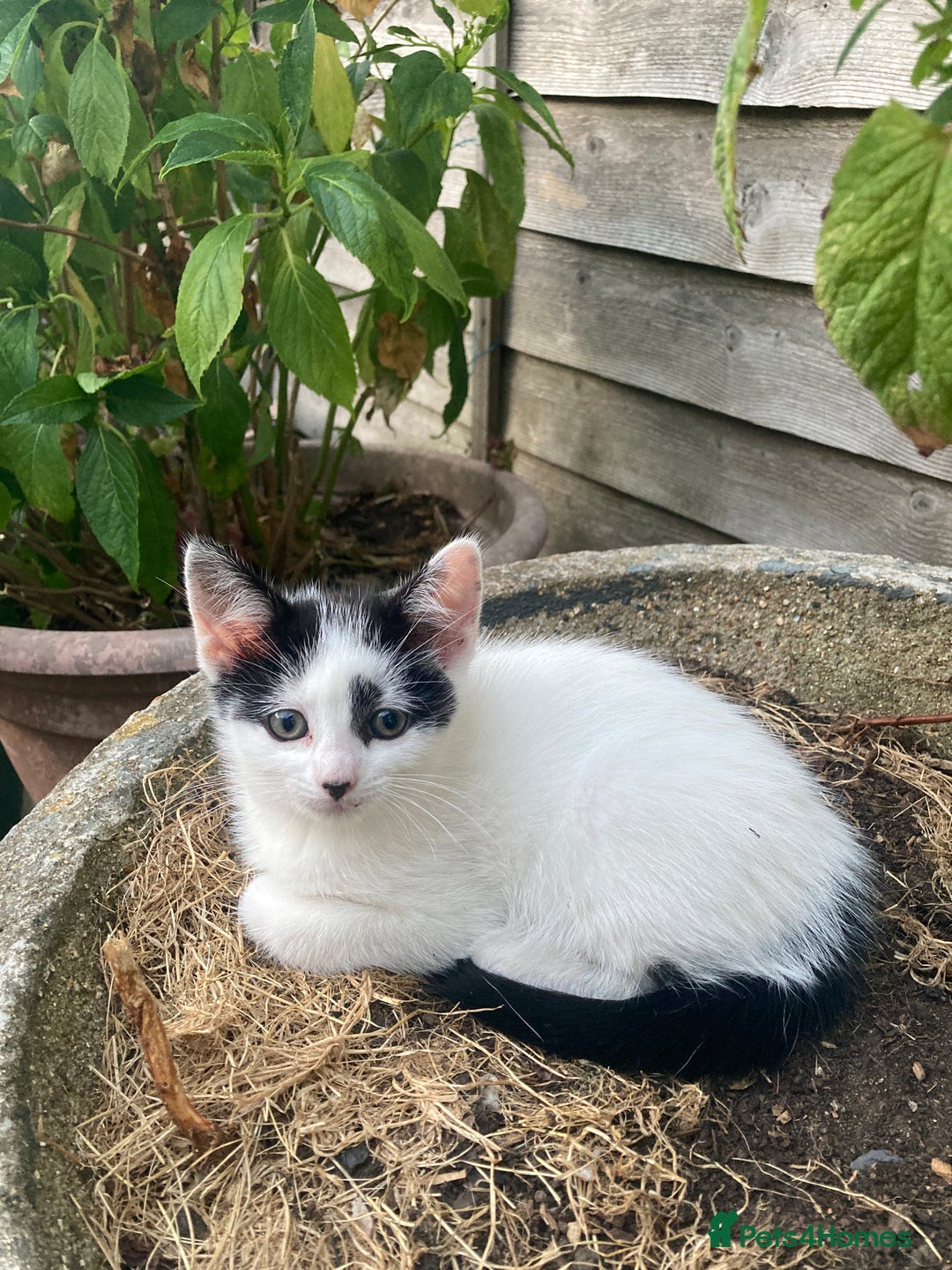 Turkish Van cats for sale: Gorgeous & Loving Turkish Van Kittens - Image 31