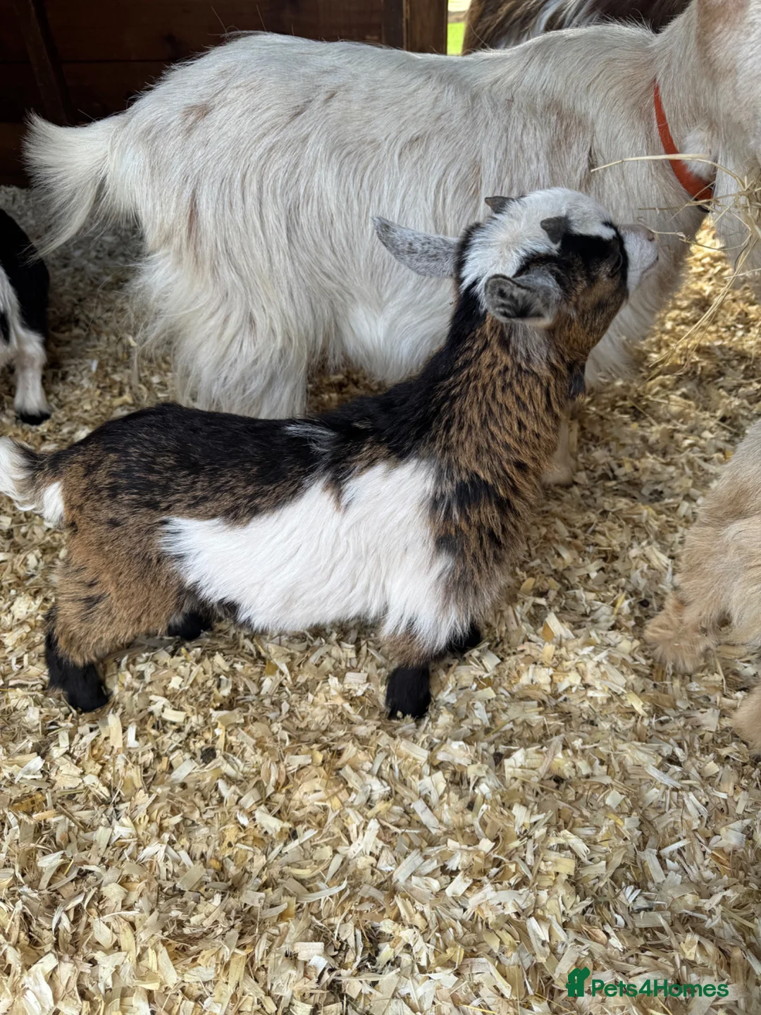 Goats livestock for sale: Adorable Baby Pygmy Goats For Sale - Advert 2