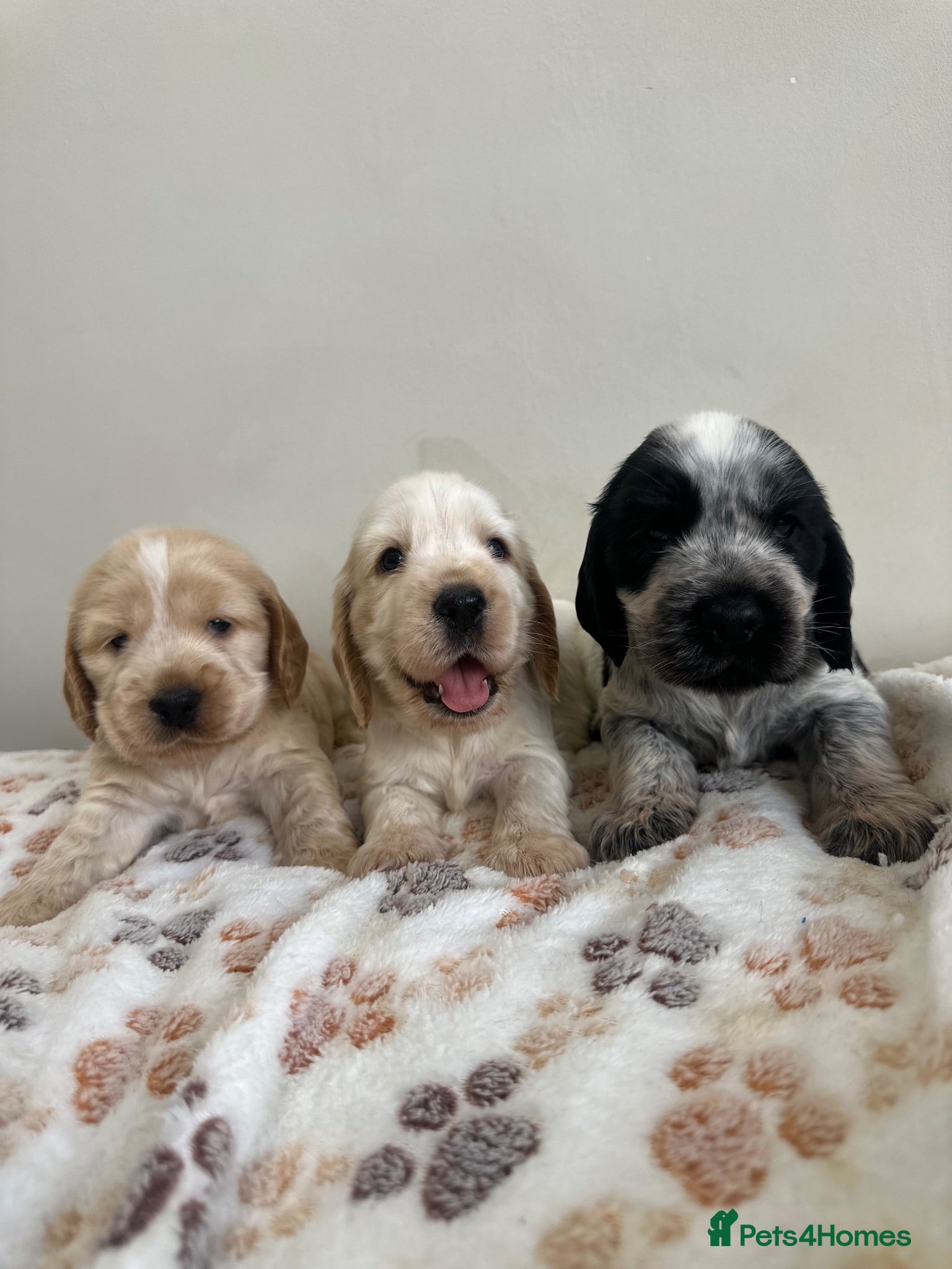 Cocker Spaniel dogs Show cocker spaniel for sale - Advert 1