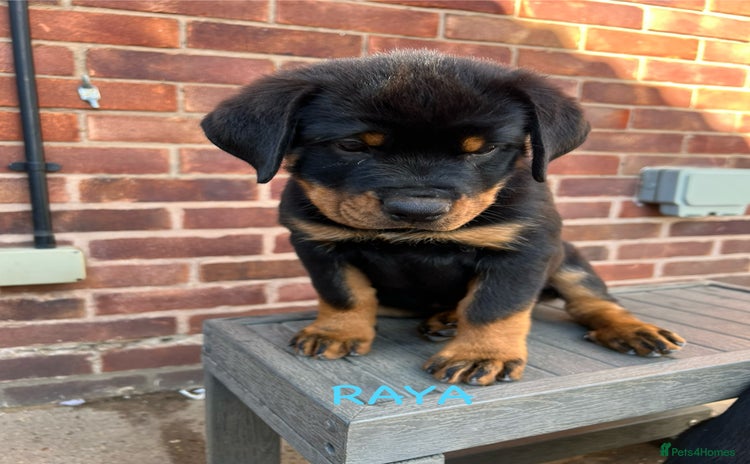 Rottweiler dogs - Advert 16