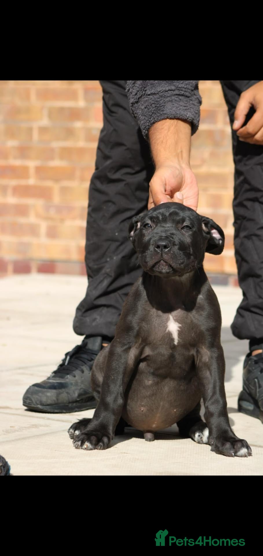 Presa Canario dogs ❗️LAST FINAL PRICE❗️ PRESA CANARIO PUPPIES - Advert 2